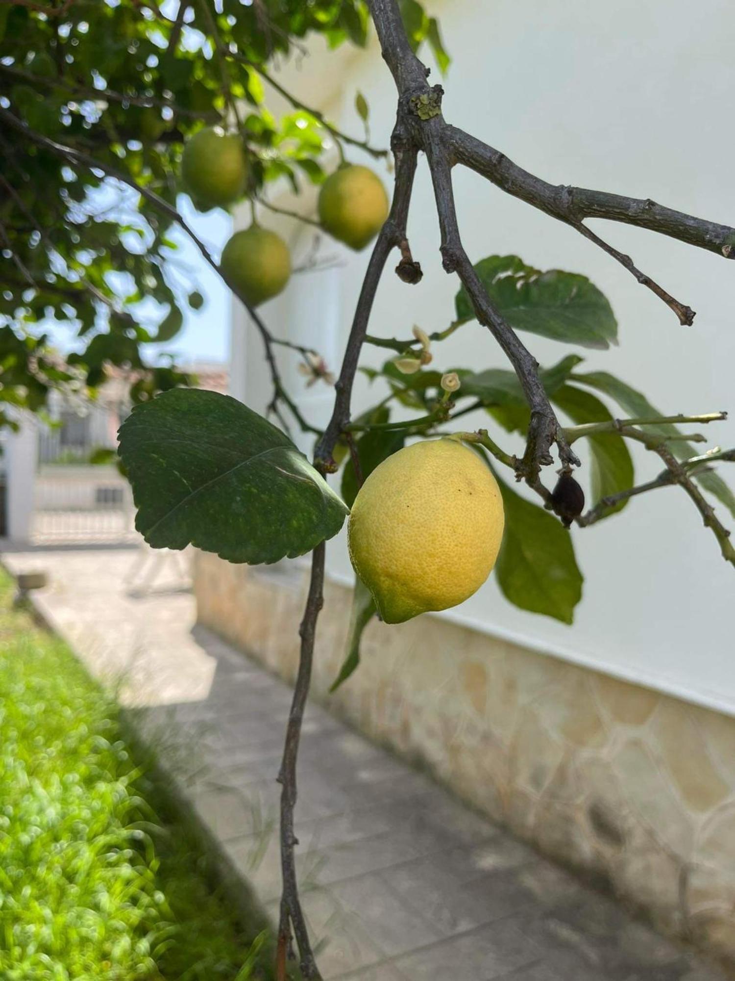 Il Cottage Di Wanda Leporano Εξωτερικό φωτογραφία