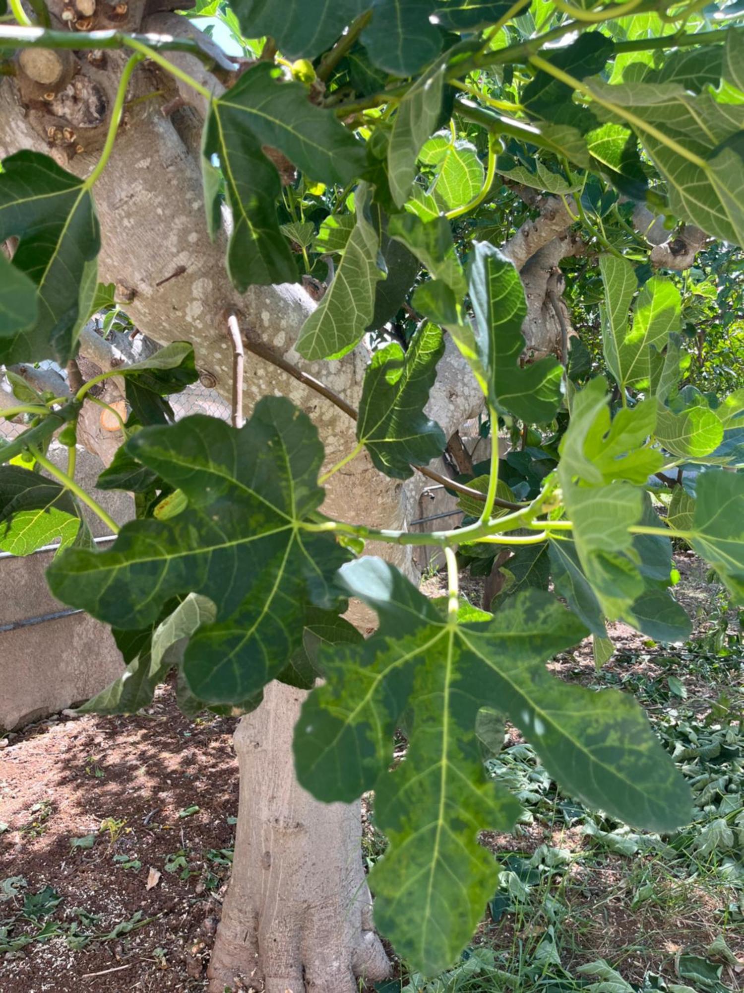 Il Cottage Di Wanda Leporano Εξωτερικό φωτογραφία